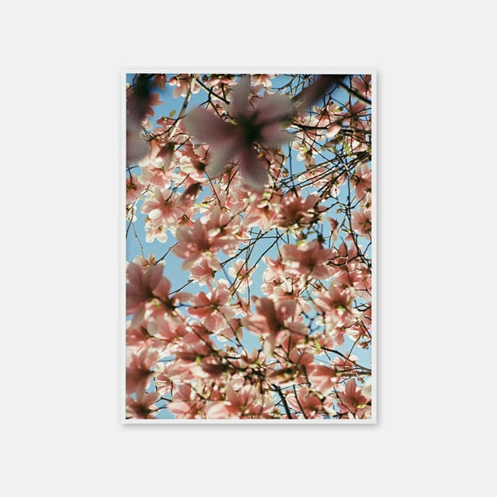 magnolia 0001 포스터 이미지