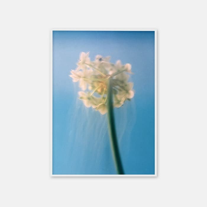 Narcissus 포스터 이미지