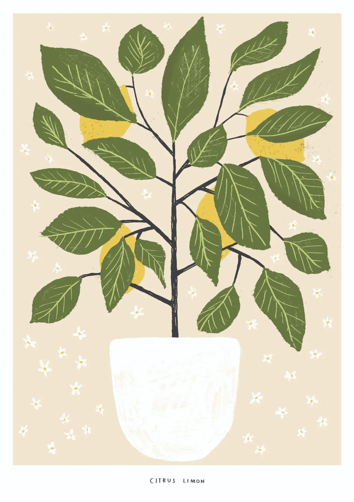 Lemon Tree